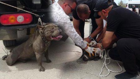 Pitbull kalabalığın ortasına daldı! Bir kişi yaralandı, 4 kişi sıkıntı zapt etti