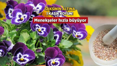 Saksı tabanına 1 kaşık koyun, çiçek açma suratını izleyin! Menekşe coşturuyor