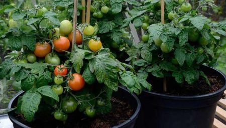 Saksıda en hoş domates! Avuç avuç meyve için gübrelemeye dikkat