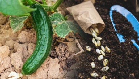 Salatalıkların yanına diken mahsül beklemesin! Toprağı verimsiz hale getiriyor