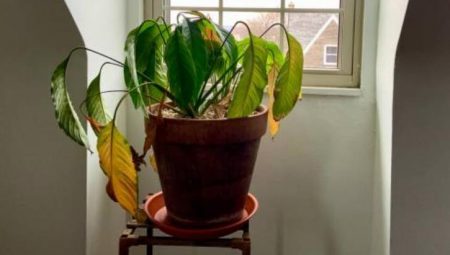 Solmuş çiçekleri bir bir canlandırıyor! İlacı ecza dolabındaymış, ezip suya karıştırın