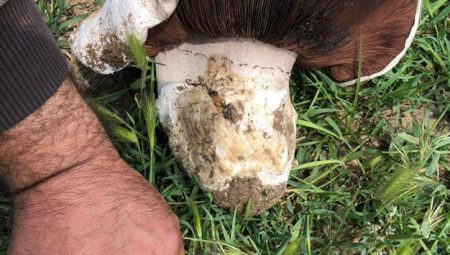 Tabiat yürüyüşü yaparken karşısına çıktı: Evvel uzaktan bir taş kesimi sandım