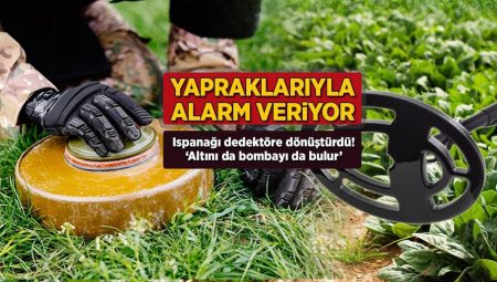 Yapraklarıyla alarm veriyor! Ispanağı dedektöre dönüştürdü: ‘Altını da bombayı da bulur’