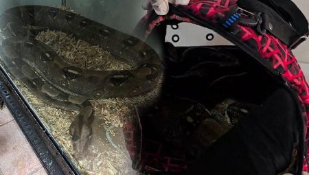 Yer: Bursa! Metrelerce uzunlukta, 11 yaşındaki boa yılan grupları şoke etti