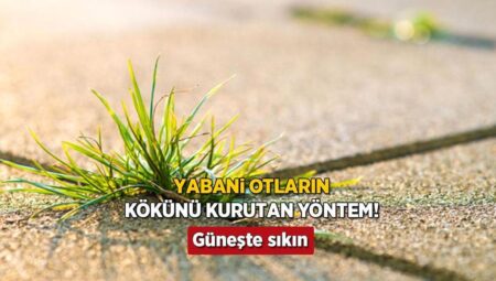 Bahçedeki yabani otlara veda! Bir damlası temizliyor: Tırmığa, yolmaya gerek kalmadı