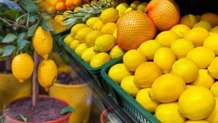 Çekirdeğini bulan yaşadı! Limondan ağaç çıkıyor, marketten alınana bakın