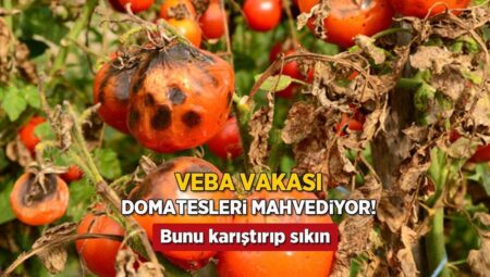 Domatesleri çürüten hastalığa sarımsak yeter! Karıştırıp sıkın, tek tedbirmiş