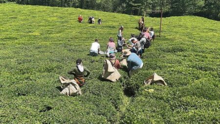 Giresun’da yeni sürgün çay hasadı aktifliği yapıldı