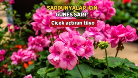 Güneşi en çok sardunyalar seviyor! Çok sulamayın, bahçıvanların çiçek açtıran taktiği