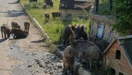 Kenti sürü halinde istila etmişlerdi! Gruplar alarma geçti