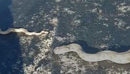 Kentte kaygı dolu anlar! En zehirli tıp yola indi