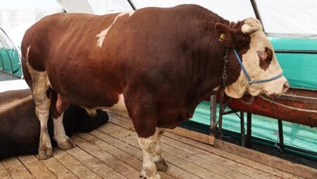 Kurban pazarının gözdesi ‘şampiyon’ oldu! Tam 1 ton 150 kilo yükünde: İşte fiyatı…