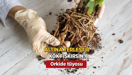 Orkideye hayat öpücüğü! Altına aloe vera koyun, köklenip 4 mevsim çiçek açıyor