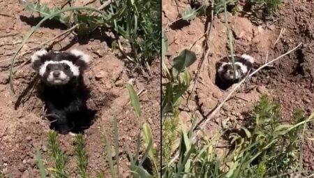 Sivas’ta görüntülendi! Toprağın içinden çıktı, kamera kayda aldı