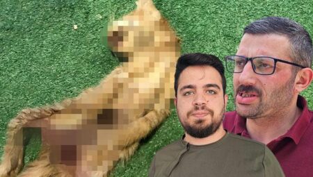 Zonguldak’ta bir kedi vahşeti daha! Karın bölgeleri kesildi, iç organları çıkarıldı