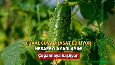 Salatalıkta altın ölçü! Ortadaki uzaklık hasadı uçurmasın, kollar dolup taşsın